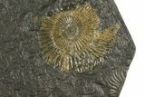 Dactylioceras Ammonite Cluster - Posidonia Shale, Germany #180325-2